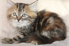 Sally-Bowles-Liebeshof-black-golden-classic-torbie-8-Wochen-alt-Sibirische-Katze-www.sibirische-katze-hamburg.de-IV