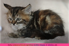 Sally-Bowles-Liebeshof-black-golden-classic-torbie-8-Wochen-alt-Sibirische-Katze-www.sibirische-katze-hamburg.de_