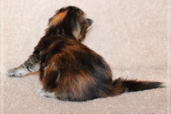 Sally-Bowles-Lisa-Minelli-Liebeshof-black-golden-classic-torbie-11-Tage-alt-Sibirische-Katze-www.sibirische-katze-hamburg.de-I