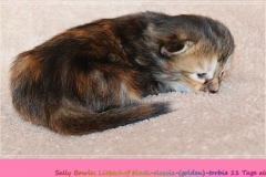 Sally-Bowles-Lisa-Minelli-Liebeshof-black-golden-classic-torbie-11-Tage-alt-Sibirische-Katze-www.sibirische-katze-hamburg.de-II