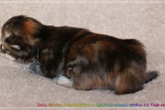 Sally-Bowles-Lisa-Minelli-Liebeshof-black-golden-classic-torbie-11-Tage-alt-Sibirische-Katze-www.sibirische-katze-hamburg.de-III