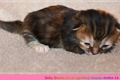 Sally-Bowles-Lisa-Minelli-Liebeshof-black-golden-classic-torbie-11-Tage-alt-Sibirische-Katze-www.sibirische-katze-hamburg.de_
