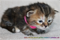Sally-Bowles-Lisa-Minelli-Liebeshof-black-golden-classic-torbie-3-Wochen-alt-Sibirische-Katze-www.sibirische-katze-hamburg.de_