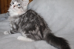 Schiggy-Liebeshof-blue-silver-classic-tabby-white-11-Wochen-alt.-www.sibirische-katzen-hamburg.de-I