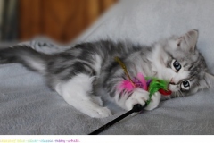 Schiggy-Liebeshof-blue-silver-classic-tabby-white-11-Wochen-alt.-www.sibirische-katzen-hamburg.de-II