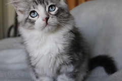 Schiggy-Liebeshof-blue-silver-classic-tabby-white-11-Wochen-alt.-www.sibirische-katzen-hamburg.de-IV