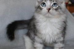 Schiggy-Liebeshof-blue-silver-classic-tabby-white-11-Wochen-alt.-www.sibirische-katzen-hamburg.de_