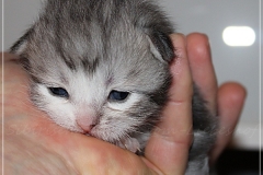 Schiggy-Liebeshof-blue-silver-classic-tabby-white-12-Tage-alt.-www.sibirische-katzen-hamburg.de-I