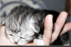 Schiggy-Liebeshof-blue-silver-classic-tabby-white-12-Tage-alt.-www.sibirische-katzen-hamburg.de-II