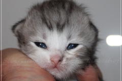 Schiggy-Liebeshof-blue-silver-classic-tabby-white-12-Tage-alt.-www.sibirische-katzen-hamburg.de_