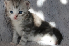 Schiggy-Liebeshof-blue-silver-classic-tabby-white-3-Wochen-alt.-www.sibirische-katzen-hamburg.de-I