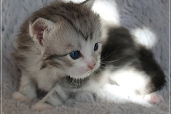 Schiggy-Liebeshof-blue-silver-classic-tabby-white-3-Wochen-alt.-www.sibirische-katzen-hamburg.de-II