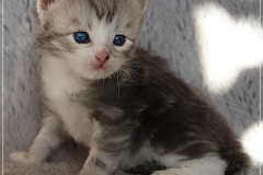 Schiggy-Liebeshof-blue-silver-classic-tabby-white-3-Wochen-alt.-www.sibirische-katzen-hamburg.de-III