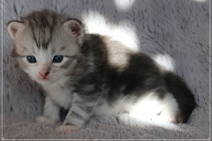 Schiggy-Liebeshof-blue-silver-classic-tabby-white-3-Wochen-alt.-www.sibirische-katzen-hamburg.de_
