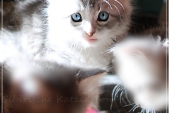 Schiggy-Liebeshof-blue-silver-classic-tabby-white-6-Wochen-alt.-www.sibirische-katzen-hamburg.de-I
