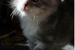 Schiggy-Liebeshof-blue-silver-classic-tabby-white-6-Wochen-alt.-www.sibirische-katzen-hamburg.de_