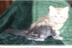 Schiggy-Liebeshof-blue-silver-classic-tabby-white-7-Wochen-alt.-www.sibirische-katzen-hamburg.de-I