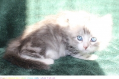Schiggy-Liebeshof-blue-silver-classic-tabby-white-7-Wochen-alt.-www.sibirische-katzen-hamburg.de-II