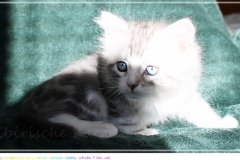 Schiggy-Liebeshof-blue-silver-classic-tabby-white-7-Wochen-alt.-www.sibirische-katzen-hamburg.de-III