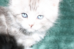 Schiggy-Liebeshof-blue-silver-classic-tabby-white-7-Wochen-alt.-www.sibirische-katzen-hamburg.de_