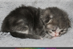 Schneeflocke-Liebeshof-blue-classic-silver-tabby-white-14-Tage-alt.-www.sibirische-katzen-hamburg.de-I