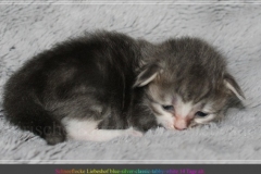 Schneeflocke-Liebeshof-blue-classic-silver-tabby-white-14-Tage-alt.-www.sibirische-katzen-hamburg.de-II