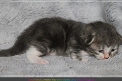 Schneeflocke-Liebeshof-blue-classic-silver-tabby-white-14-Tage-alt.-www.sibirische-katzen-hamburg.de_