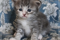 Schneeflocke-Liebeshof-blue-classic-silver-tabby-white-3-Wochen-alt.-www.sibirische-katzen-hamburg.de-I