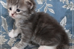 Schneeflocke-Liebeshof-blue-classic-silver-tabby-white-3-Wochen-alt.-www.sibirische-katzen-hamburg.de-II
