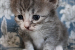 Schneeflocke-Liebeshof-blue-classic-silver-tabby-white-3-Wochen-alt.-www.sibirische-katzen-hamburg.de-III