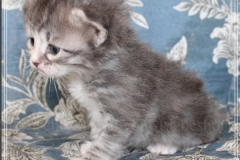 Schneeflocke-Liebeshof-blue-classic-silver-tabby-white-3-Wochen-alt.-www.sibirische-katzen-hamburg.de_