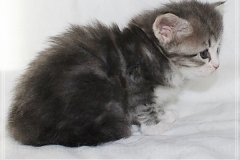 Schneeflocke-Liebeshof-blue-classic-silver-tabby-white-4-Wochen-alt.-www.sibirische-katzen-hamburg.de-I