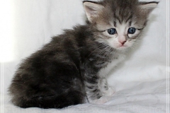 Schneeflocke-Liebeshof-blue-classic-silver-tabby-white-4-Wochen-alt.-www.sibirische-katzen-hamburg.de-II