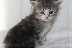 Schneeflocke-Liebeshof-blue-classic-silver-tabby-white-4-Wochen-alt.-www.sibirische-katzen-hamburg.de-III