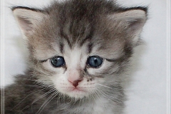 Schneeflocke-Liebeshof-blue-classic-silver-tabby-white-4-Wochen-alt.-www.sibirische-katzen-hamburg.de-IV