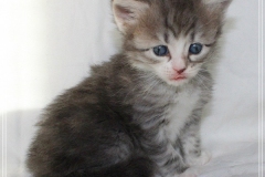 Schneeflocke-Liebeshof-blue-classic-silver-tabby-white-4-Wochen-alt.-www.sibirische-katzen-hamburg.de-VI