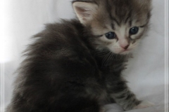 Schneeflocke-Liebeshof-blue-classic-silver-tabby-white-4-Wochen-alt.-www.sibirische-katzen-hamburg.de_