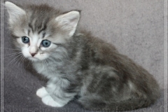 Schneeflocke-Liebeshof-blue-classic-silver-tabby-white-5-Wochen-alt.-www.sibirische-katzen-hamburg.de-I