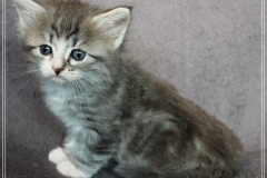 Schneeflocke-Liebeshof-blue-classic-silver-tabby-white-5-Wochen-alt.-www.sibirische-katzen-hamburg.de-II