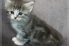 Schneeflocke-Liebeshof-blue-classic-silver-tabby-white-5-Wochen-alt.-www.sibirische-katzen-hamburg.de-III