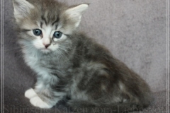 Schneeflocke-Liebeshof-blue-classic-silver-tabby-white-5-Wochen-alt.-www.sibirische-katzen-hamburg.de-IV