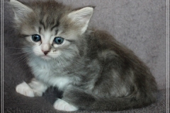 Schneeflocke-Liebeshof-blue-classic-silver-tabby-white-5-Wochen-alt.-www.sibirische-katzen-hamburg.de_