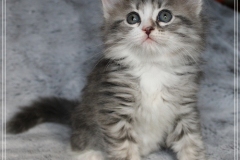 Schneeflocke-Liebeshof-blue-classic-silver-tabby-white-7-Wochen-alt.-www.sibirische-katzen-hamburg.de-I