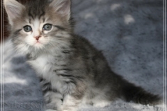 Schneeflocke-Liebeshof-blue-classic-silver-tabby-white-7-Wochen-alt.-www.sibirische-katzen-hamburg.de-II
