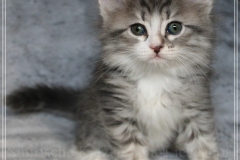 Schneeflocke-Liebeshof-blue-classic-silver-tabby-white-7-Wochen-alt.-www.sibirische-katzen-hamburg.de_