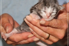 Schneeflocke-Liebeshof-blue-classic-silver-tabby-white-8-Tage-alt.-www.sibirische-katzen-hamburg.de-I