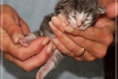 Schneeflocke-Liebeshof-blue-classic-silver-tabby-white-8-Tage-alt.-www.sibirische-katzen-hamburg.de-II