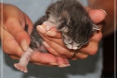 Schneeflocke-Liebeshof-blue-classic-silver-tabby-white-8-Tage-alt.-www.sibirische-katzen-hamburg.de-III