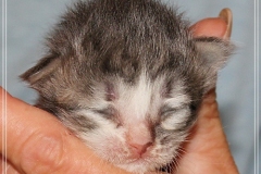 Schneeflocke-Liebeshof-blue-classic-silver-tabby-white-8-Tage-alt.-www.sibirische-katzen-hamburg.de-IV