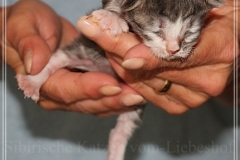 Schneeflocke-Liebeshof-blue-classic-silver-tabby-white-8-Tage-alt.-www.sibirische-katzen-hamburg.de_